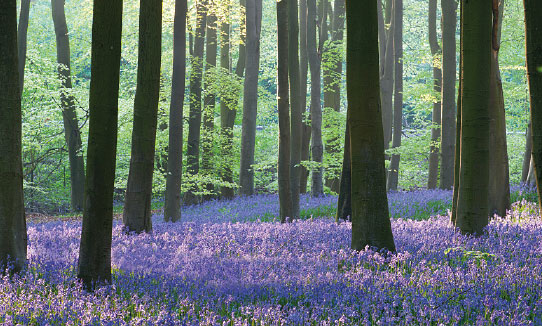 South Downs woodland