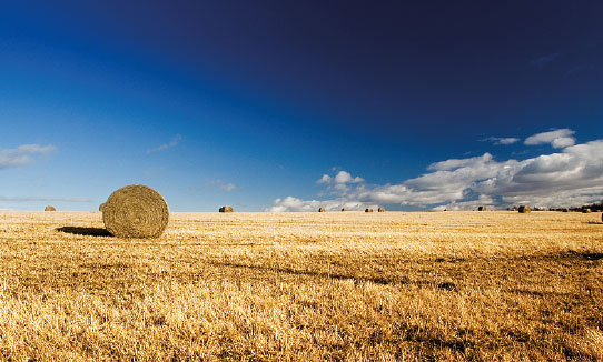 Rural Sussex wheat field