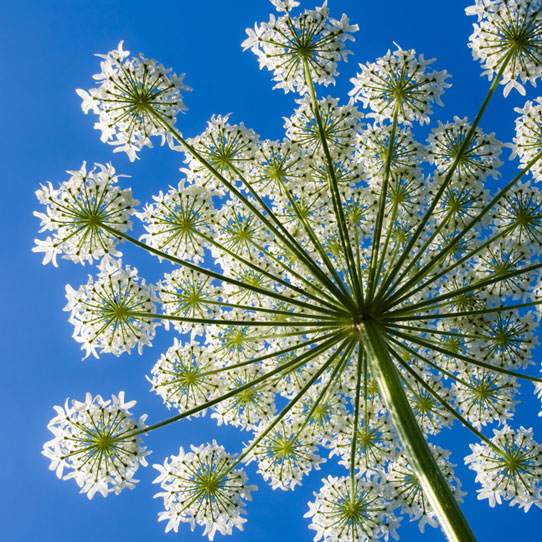 Angelica archangelica