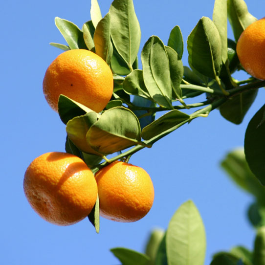 Citrus sinensis