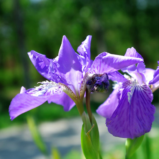 Iris germanica