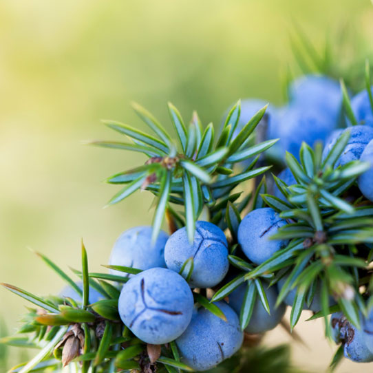 Juniperus communis