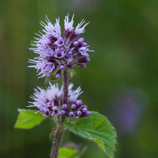 Mentha aquatica